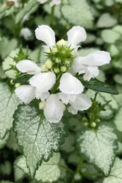 White Nancy Lamium - 5 Pack Of Pint Pots -Plantify Shop lamium maculatam white nancy spotted dead nettle 100