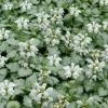 White Nancy Lamium - 5 Pack Of Pint Pots -Plantify Shop lamium maculatam white nancy spotted dead nettle 102