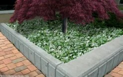 Purple Dragon Lamium - 1 Gallon Pot -Plantify Shop lamium maculatam white nancy spotted dead nettle 105 2