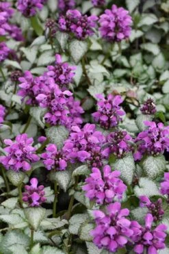 Purple Dragon Lamium - 1 Gallon Pot -Plantify Shop lamium maculatum purple dragon 3 1