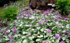 Purple Dragon Lamium - 1 Gallon Pot -Plantify Shop lamium maculatum purple dragon 4 1