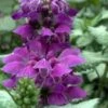 Purple Dragon Lamium - 1 Gallon Pot -Plantify Shop lamium maculatum purple dragon 5 1