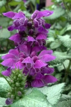 Purple Dragon Lamium - 6 Pack Of Pint Pots