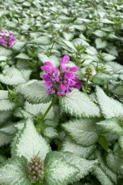Purple Dragon Lamium - 6 Pack Of Pint Pots -Plantify Shop lamium maculatum purple dragon 7