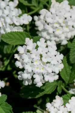 Trailing White Lantana - 5 Pack Of Pint Pots -Plantify Shop lantana trailing white 8
