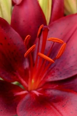 Tiny Comfort Asiatic Lily - 1 Gallon Pot -Plantify Shop lilium asiaticum tiny comfort asian lily 1