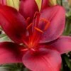 Tiny Comfort Asiatic Lily - 1 Gallon Pot -Plantify Shop lilium asiaticum tiny comfort asian lily 2