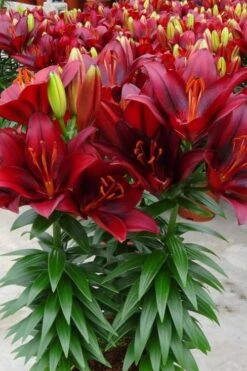 Tiny Comfort Asiatic Lily - 1 Gallon Pot -Plantify Shop lilium asiaticum tiny comfort asian lily 3