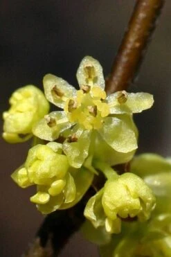 Spicebush (Lindera Benzoin) - 2.5 Gallon Pot -Plantify Shop lindera benzoin yellow spicebush 1