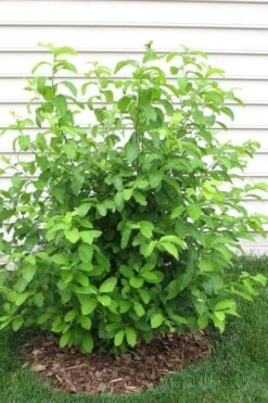 Spicebush (Lindera Benzoin) - 2.5 Gallon Pot -Plantify Shop lindera benzoin yellow spicebush 11