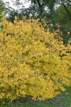 Spicebush (Lindera Benzoin) - 2.5 Gallon Pot -Plantify Shop lindera benzoin yellow spicebush 21