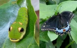 Spicebush (Lindera Benzoin) - 2.5 Gallon Pot -Plantify Shop lindera benzoin yellow spicebush 23