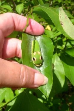 Spicebush (Lindera Benzoin) - 2.5 Gallon Pot -Plantify Shop lindera benzoin yellow spicebush 7