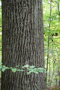 Tulip Poplar Tree - 1 Gallon Pot -Plantify Shop liriodendron tulipifera yellow tulip poplar flower 11