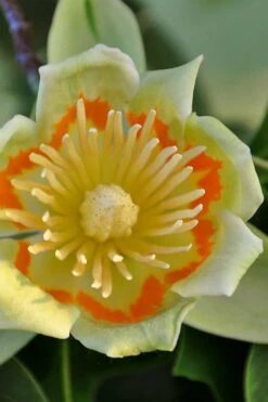 Tulip Poplar Tree - 1 Gallon Pot -Plantify Shop liriodendron tulipifera yellow tulip poplar flower 12
