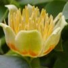 Tulip Poplar Tree - 1 Gallon Pot -Plantify Shop liriodendron tulipifera yellow tulip poplar flower 13