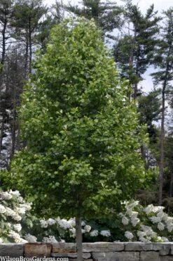 Tulip Poplar Tree - 1 Gallon Pot -Plantify Shop liriodendron tulipifera yellow tulip poplar flower 3
