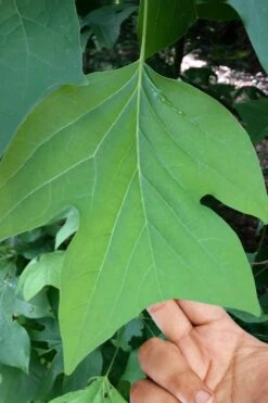 Tulip Poplar Tree - 1 Gallon Pot -Plantify Shop liriodendron tulipifera yellow tulip poplar flower 4