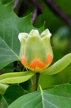 Tulip Poplar Tree - 1 Gallon Pot -Plantify Shop liriodendron tulipifera yellow tulip poplar flower 6