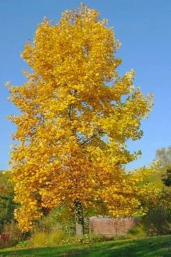 Tulip Poplar Tree - 1 Gallon Pot -Plantify Shop liriodendron tulipifera yellow tulip poplar flower 7