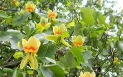 Tulip Poplar Tree - 1 Gallon Pot -Plantify Shop liriodendron tulipifera yellow tulip poplar flower 8