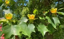 Tulip Poplar Tree - 1 Gallon Pot -Plantify Shop liriodendron tulipifera yellow tulip poplar flower 9