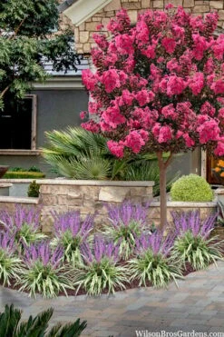 Variegated Liriope - Lilyturf - 36 Pack Of 3.5" Pint Pots -Plantify Shop liriope muscari variegata variegated liriope lilyturf 2 2