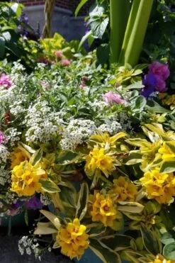 Waikiki Sunset Lysimachia - 5 Pack Of Quart Pots -Plantify Shop lysimachia waikiki sunset 2