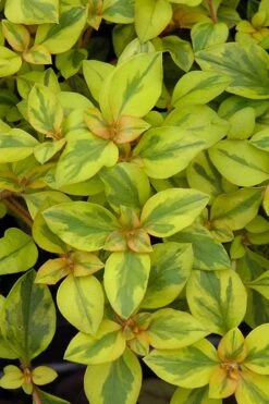 Waikiki Sunset Lysimachia - 5 Pack Of Quart Pots -Plantify Shop lysimachia waikiki sunset 3