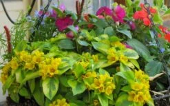 Waikiki Sunset Lysimachia - 5 Pack Of Quart Pots -Plantify Shop lysimachia waikiki sunset 5