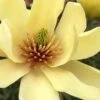Butterflies Yellow Magnolia (Tulip Tree) - 1 Gallon Pot -Plantify Shop magnolia butterflies yellow tulip tree 1