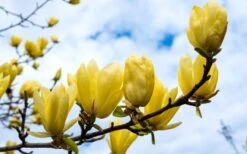 Butterflies Yellow Magnolia (Tulip Tree) - 1 Gallon Pot -Plantify Shop magnolia butterflies yellow tulip tree 2