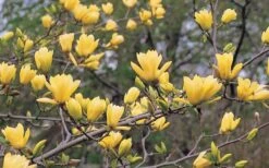 Butterflies Yellow Magnolia (Tulip Tree) - 1 Gallon Pot -Plantify Shop magnolia butterflies yellow tulip tree 3