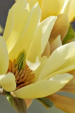 Butterflies Yellow Magnolia (Tulip Tree) - 1 Gallon Pot -Plantify Shop magnolia butterflies yellow tulip tree 5