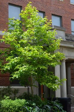 Butterflies Yellow Magnolia (Tulip Tree) - 1 Gallon Pot -Plantify Shop magnolia butterflies yellow tulip tree 7