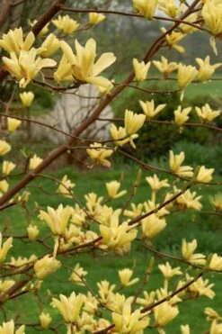Butterflies Yellow Magnolia (Tulip Tree) - 1 Gallon Pot -Plantify Shop magnolia butterflies yellow tulip tree 8