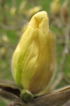 Elizabeth Magnolia (Tulip Tree) - 5 Gallon Pot -Plantify Shop magnolia elizabeth 10