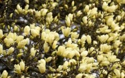 Elizabeth Magnolia (Tulip Tree) - 5 Gallon Pot -Plantify Shop magnolia elizabeth 15