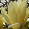 Elizabeth Magnolia (Tulip Tree) - 5 Gallon Pot -Plantify Shop magnolia elizabeth 17