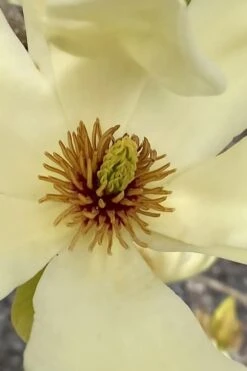 Elizabeth Magnolia (Tulip Tree) - 5 Gallon Pot -Plantify Shop magnolia elizabeth 6