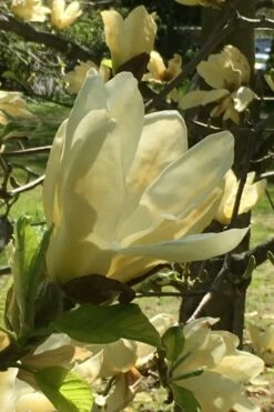 Elizabeth Magnolia (Tulip Tree) - 5 Gallon Pot -Plantify Shop magnolia elizabeth 8