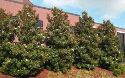 Little Gem Dwarf Southern Magnolia - 3 Gallon Pot (2.5-3.5') -Plantify Shop magnolia little gem 11 1