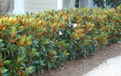Little Gem Dwarf Southern Magnolia - 3 Gallon Pot (2.5-3.5') -Plantify Shop magnolia little gem 12 1