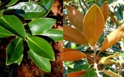 Little Gem Dwarf Southern Magnolia - 3 Gallon Pot (2.5-3.5') -Plantify Shop magnolia little gem 16 1
