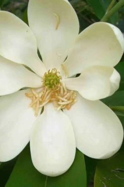 Moonglow Sweetbay Magnolia Tree (Magnolia Virginiana 'Jim Wilson') - 7 Gallon Pot (4-5') -Plantify Shop magnolia moonglow sweetbay flower