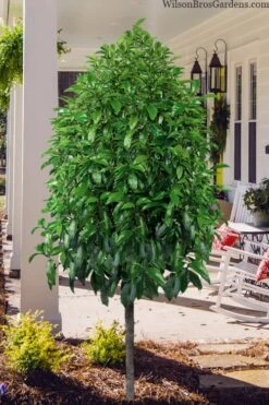 Stellar Ruby Magnolia Single Trunk Tree (Banana Shrub Hybrid) - 7 Gallon Pot (4-5') -Plantify Shop magnolia stellar ruby single trunk tree form 1