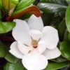 Teddy Bear Dwarf Southern Magnolia - 7 Gallon Pot (3-4') -Plantify Shop magnolia teddy bear 10