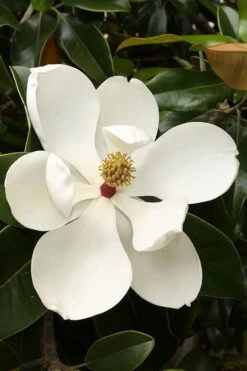 Teddy Bear Dwarf Southern Magnolia - 7 Gallon Pot (3-4') -Plantify Shop magnolia teddy bear 3