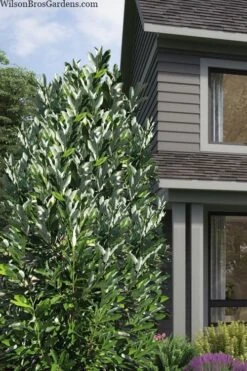 Silver Mist Sweetbay Magnolia - 3 Gallon Pot -Plantify Shop magnolia virginiana silver mist sweetbay 2