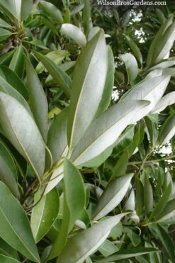 Silver Mist Sweetbay Magnolia - 3 Gallon Pot -Plantify Shop magnolia virginiana silver mist sweetbay 4